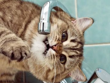 ����� �������� ��� ���� � ���������� �������� �������