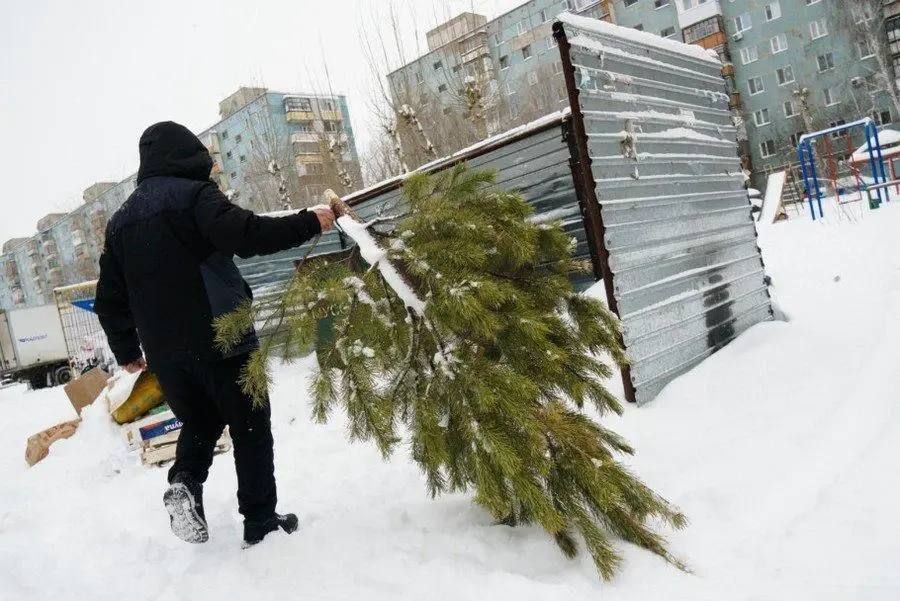 Минприроды ЛНР напоминает: новогодние ели и сосны нельзя выбрасывать в мусорные баки, так как они могут сломать мусоровоз