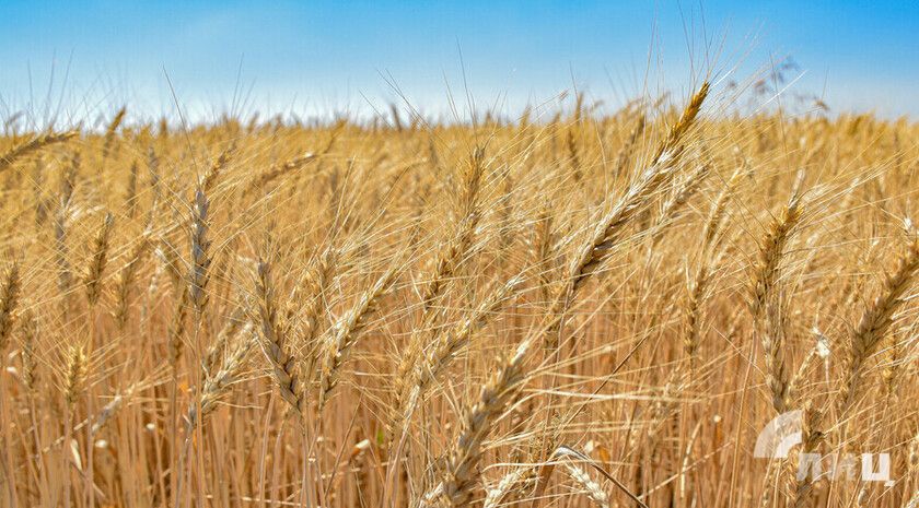 Валовой сбор зерновых и зернобобовых в ЛНР с 2024 года вырос в 1,5 раза