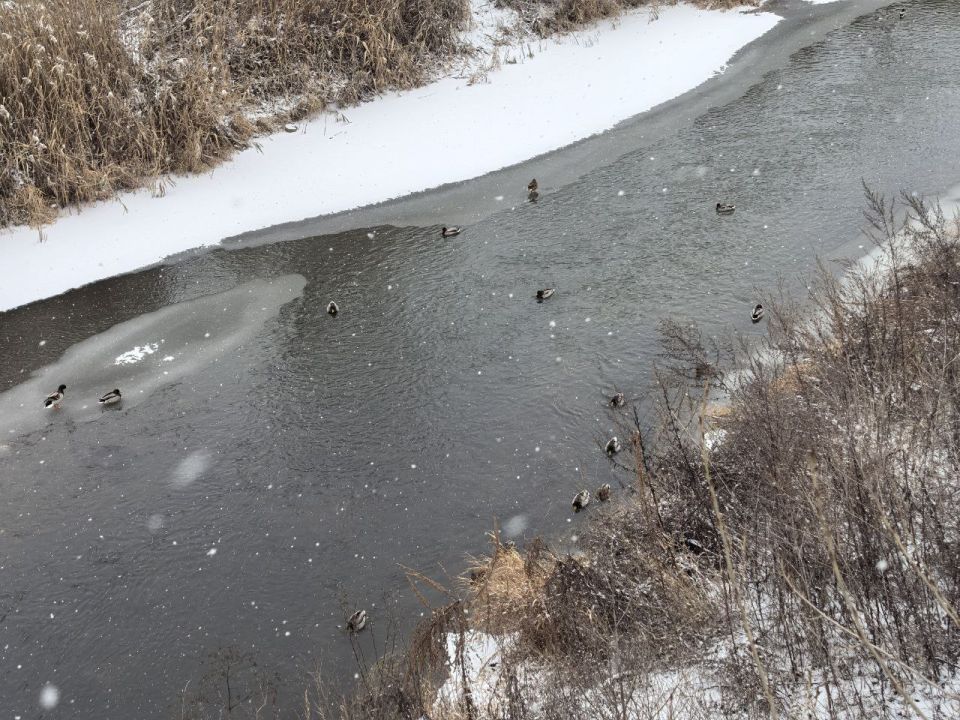В Луганске пересчитали уток