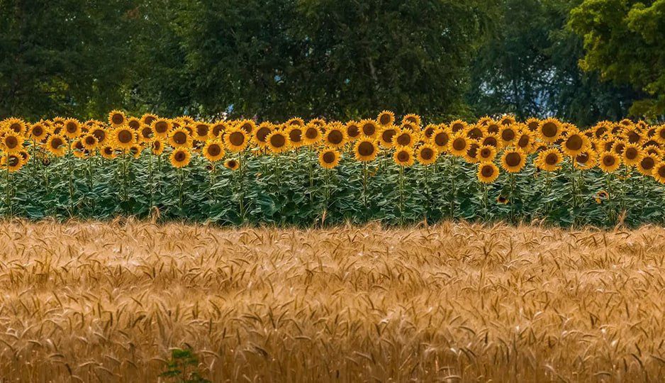 Андрей Губарев: Поддержка аграрного сектора