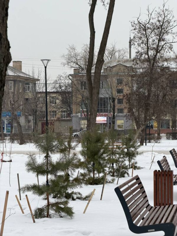 Даже зимой в центре Луганска занимаются озеленением