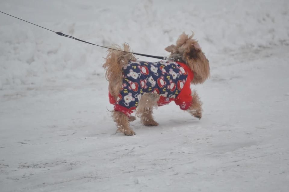 В ЛНР 23 января ожидаются снегопады, метель и усиление ветра