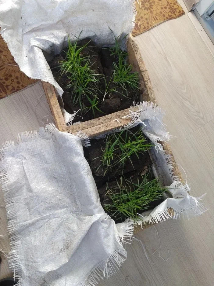 Почва промерзла на 37 см. Как себя чувствуют озимые в ЛНР