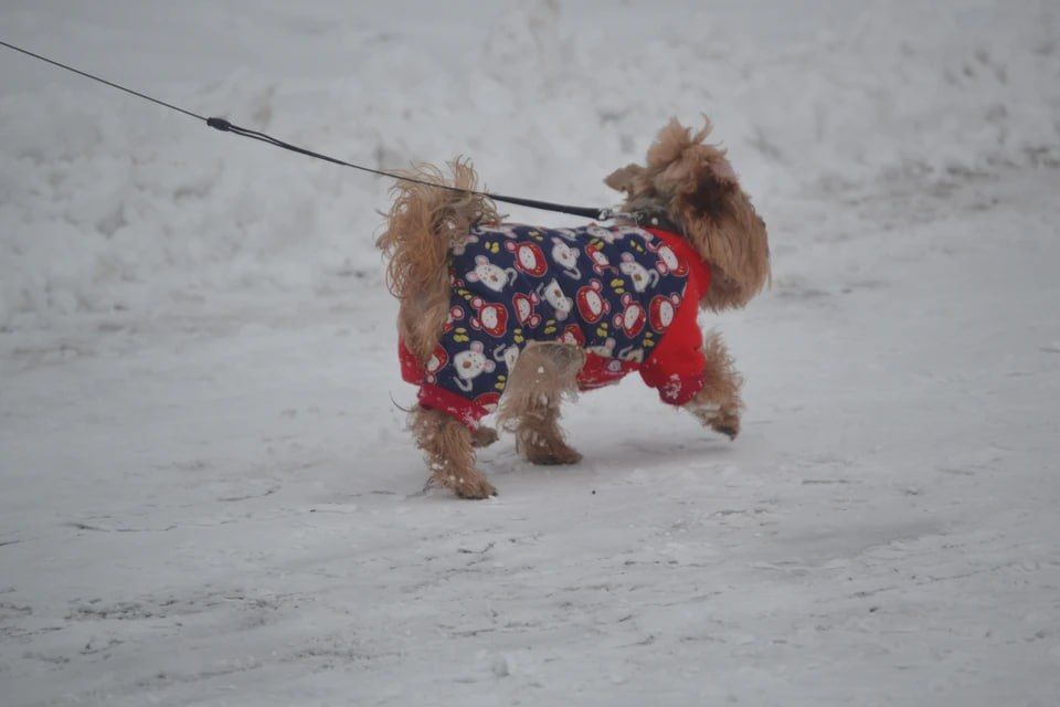 Снег, гололед и ветер обещают синоптики на 9 февраля в ЛНР