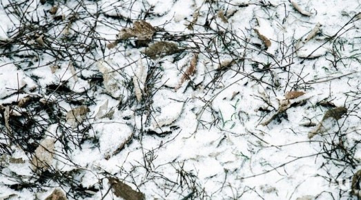 ��������� ������������ 12 ������� � ��� �� 3 �������� �����, ����� � ����������