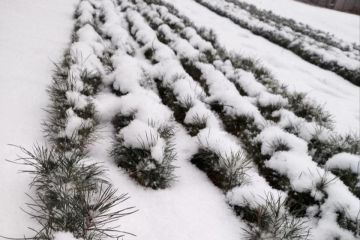 В ЛНР высадят 7 гектаров нового леса