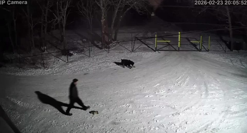 В Луганске владелец ротвейлера натравил свою собаку на бездомных щенков