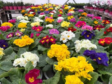 � �������� ������� ������ ������� �������� ������