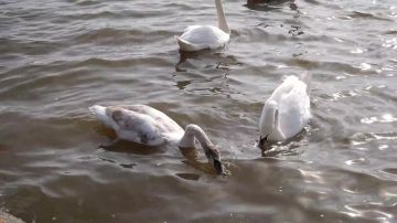 Весна пришла!. Это почувствовали и лебеди на Счастьенском водохранилище ...