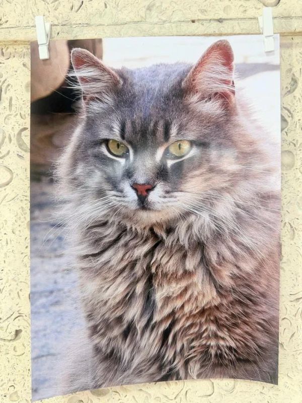 � ��������� ���������� ��������� ������������ ��������� ����