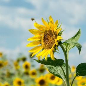 � ��� ������������� ������ �� ������������� ��������