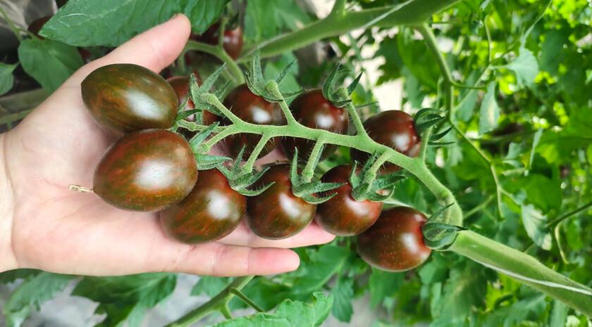 Томаты, выращенные в станично-луганских теплицах, особо ценятся в кафе и ресторанах региона из-за вкуса и аромата