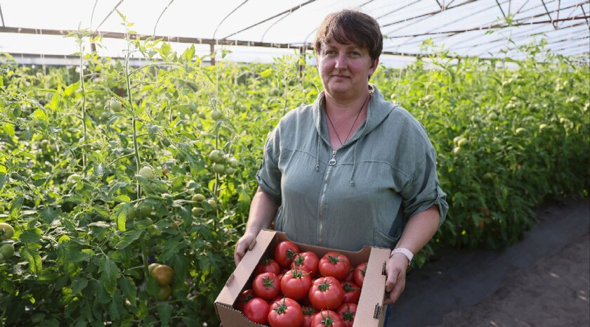 Выращенные в Станице томаты ценятся в кафе и ресторанах из-за вкуса и аромата — фермер