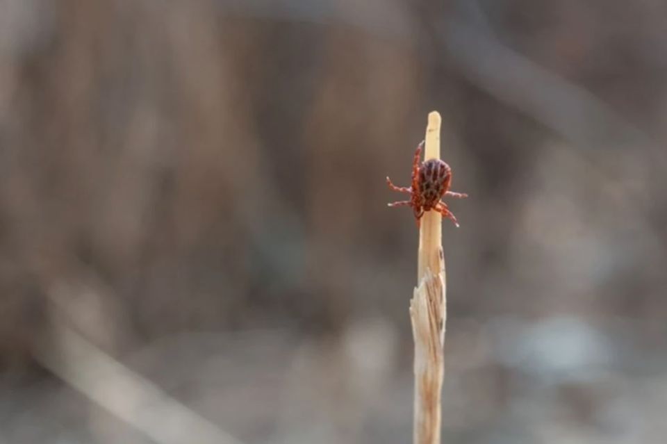 В России фиксируют первые жалобы на укусы клещей