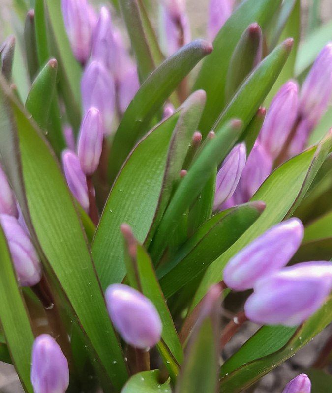 Первая весенняя ярмарка в Луганске уже завтра