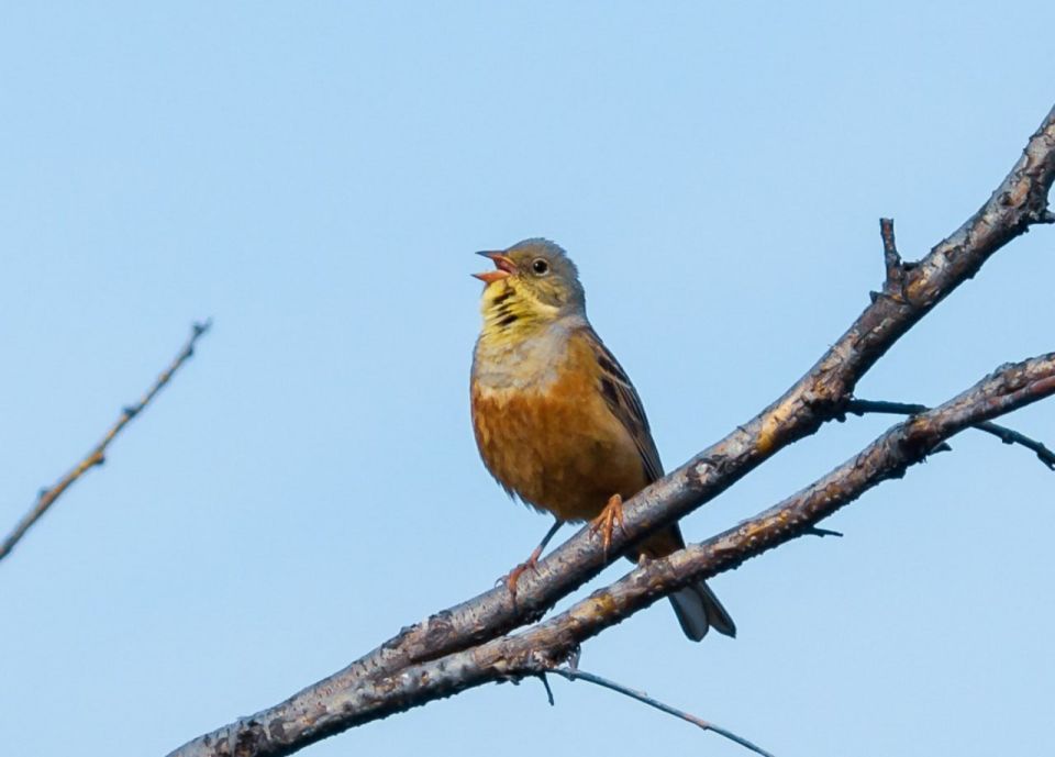 Погода в ЛНР на 10 марта. Днем воздух прогреется до +10…+15°С