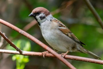 ����� ������ ��� ���� 12 �����