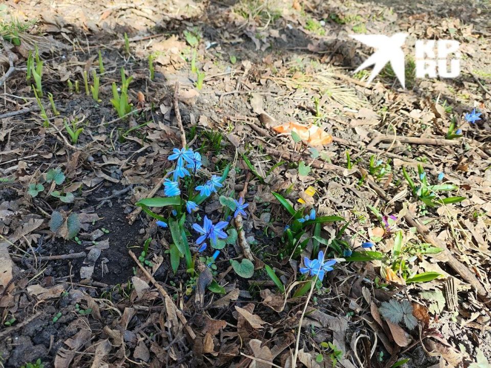 За сорванные первоцветы может грозить штраф до миллиона рублей и тюрьма
