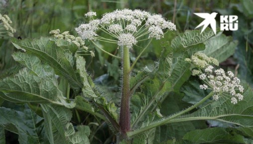 Чем опасен борщевик?. Сотрудники управления экологии Администрации Луганска рассказали о вреде борщевика Сосновского