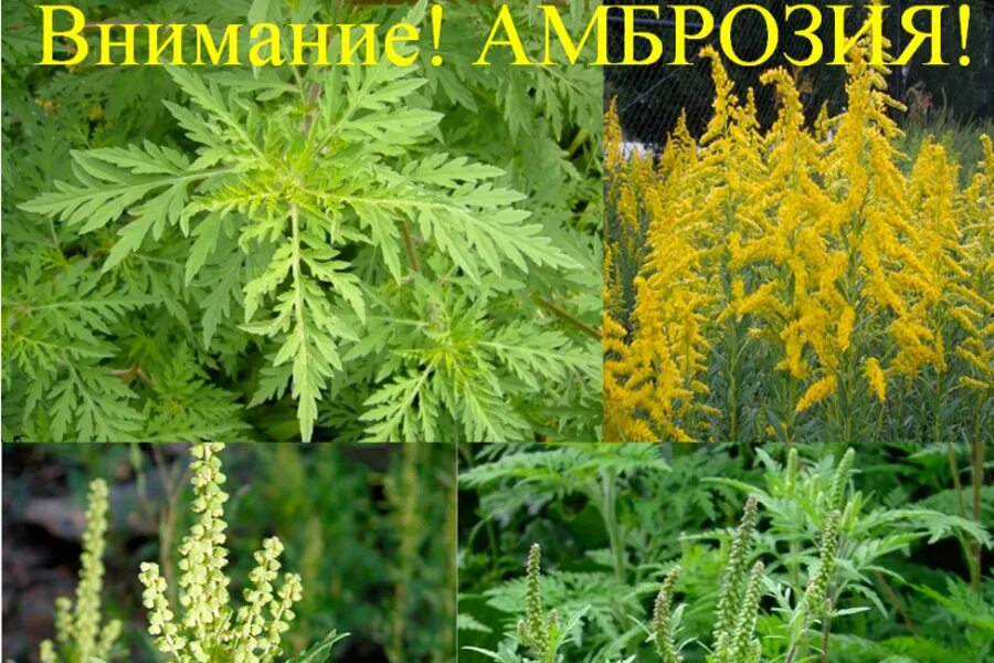 Экологи рассказали об опасности и методах борьбы и инвазивными растениями