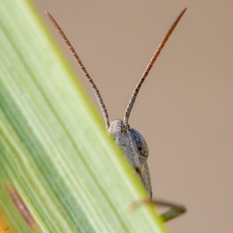 � ������ Telegram ��������� ����������� ���� � �����������