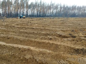 В ЛНР стартовала весенняя лесокультурная кампания 2026 года