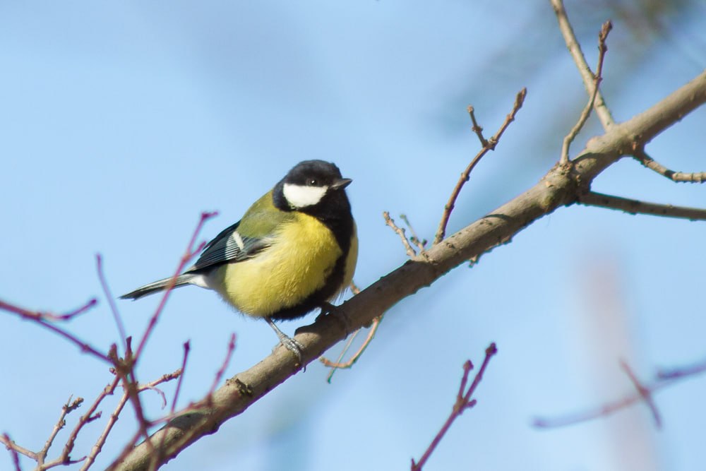 Погода на 23 марта в ЛНР. В понедельник на территории республики ожидается переменная облачность