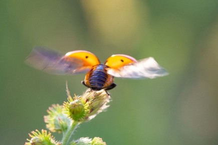 ������� ������������� ���� ������ � ����������: ������� ���������!