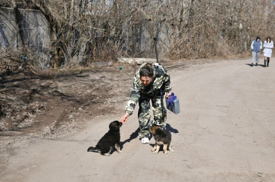 В Свердловском округе начался отлов безнадзорных собак