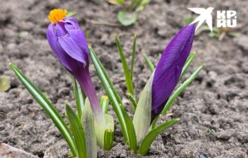 ������ � ��� �� 25 �����. 25 ����� � ��� ��������� �� +17 �������� �����