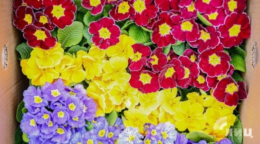 Синоптики прогнозируют 26 марта в ЛНР до 17 градусов тепла, временами дождь