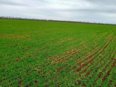 Обеспечить Республику своими семенами