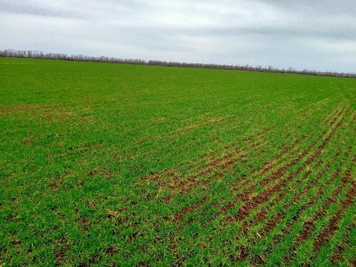 Обеспечить Республику своими семенами