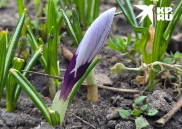 26 ����� � ��� ����� ��-��������� �����