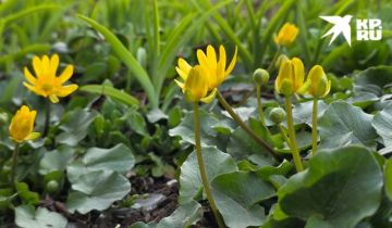 � �������� 28 � 29 ����� � ��� ��������� ������� ��������� �����