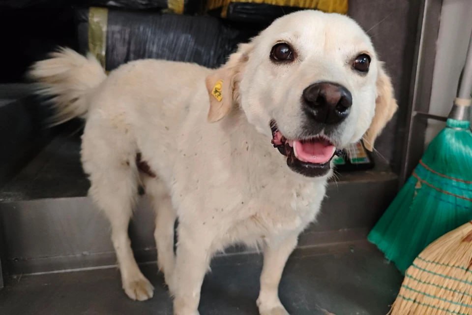 О бездомной собаке или кошке можно сообщить через портал «Госуслуги»