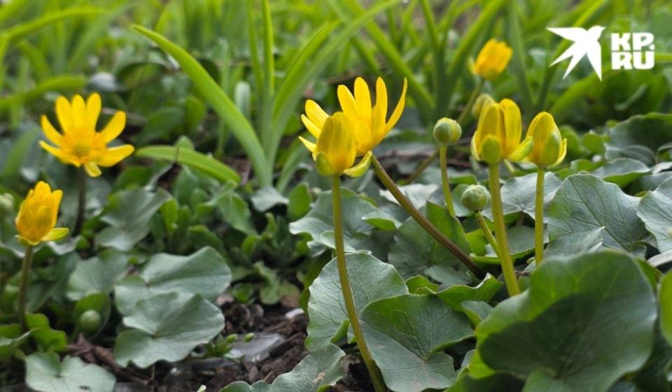 � �������� 28 � 29 ����� � ��� ��������� ������� ��������� �����