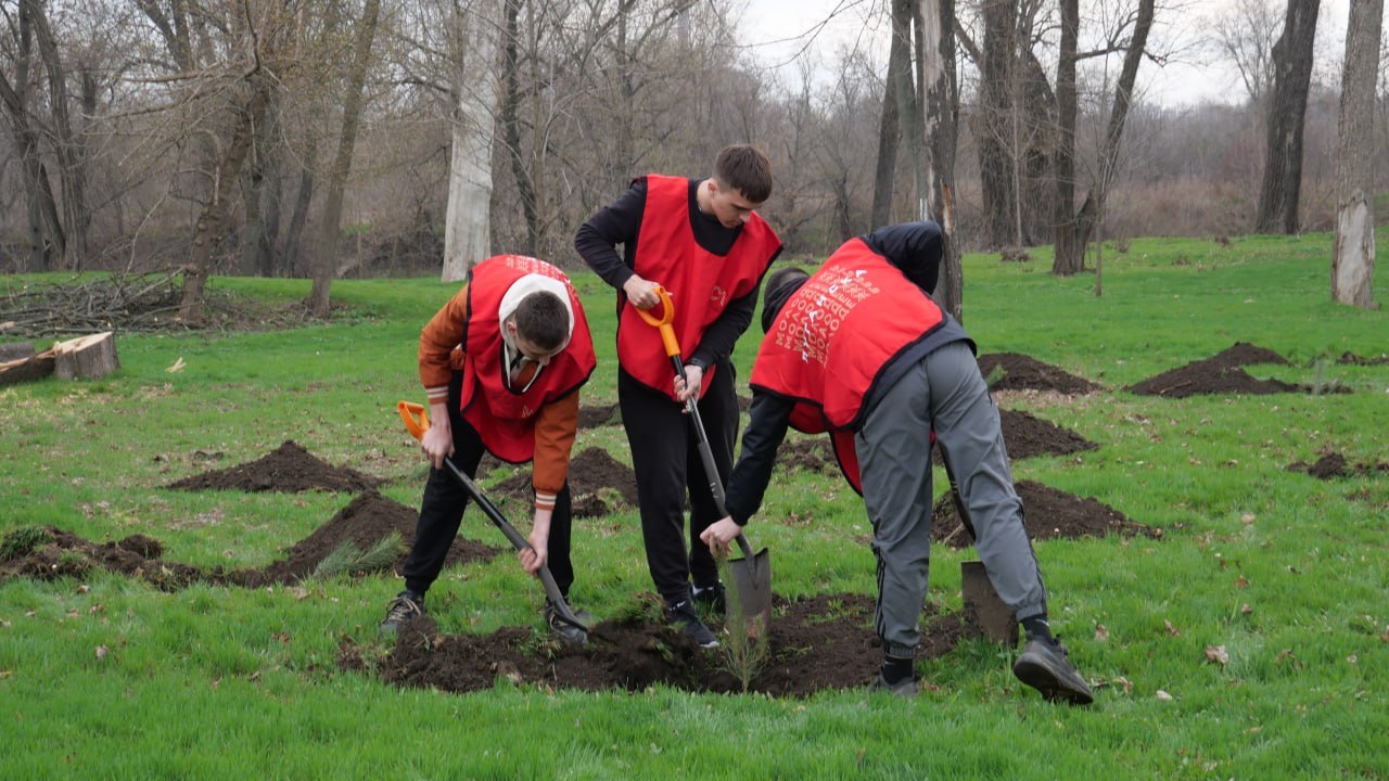 В рамках Всероссийской акции «Сад памяти» в Луганске высадили сосны