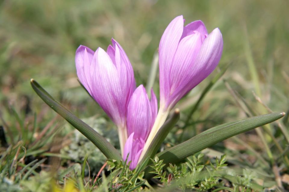 ������ ���������� ���: ���������� �����, ����� ������