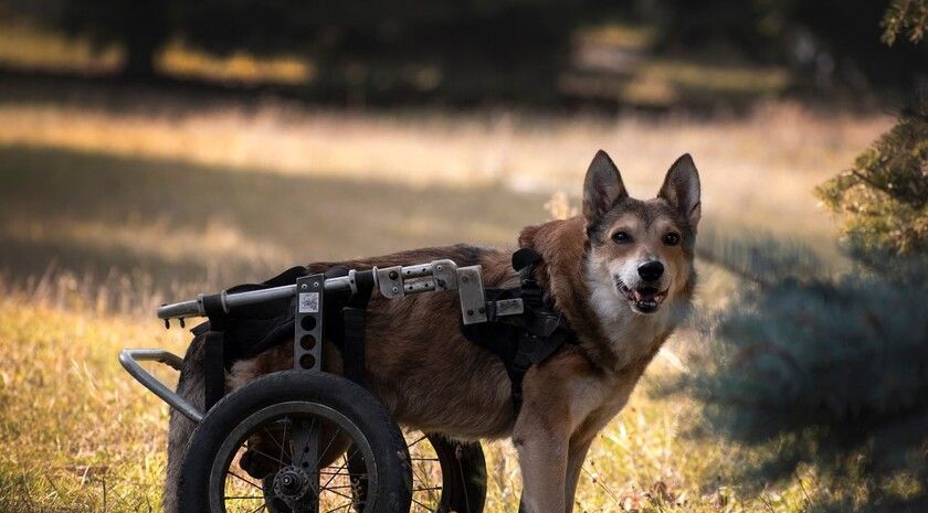 ����������� ����������� ����� ��������� � ���� ���� ������������� ����� 700 ��������� ��������