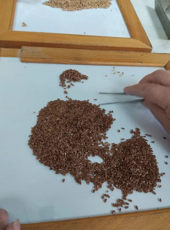 Почва прогрелась, семена проверены: в ЛНР стартовал весенний сев 2026