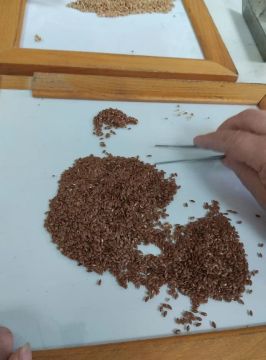 Почва прогрелась, семена проверены: в ЛНР стартовал весенний сев 2026