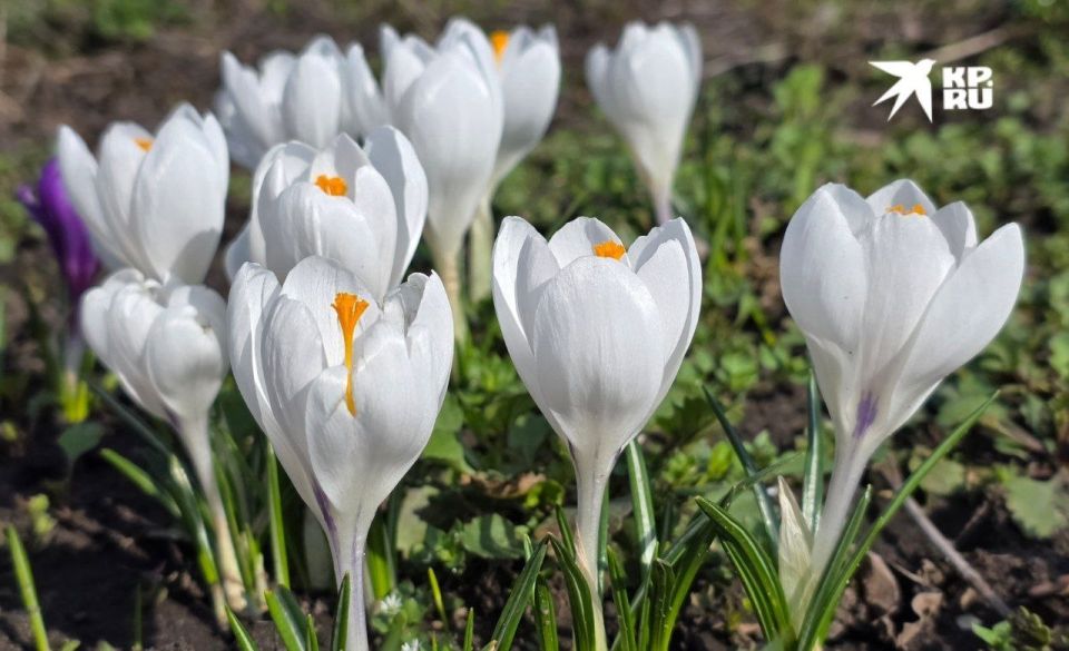 ����� ������ ����� ��� ������ 2026