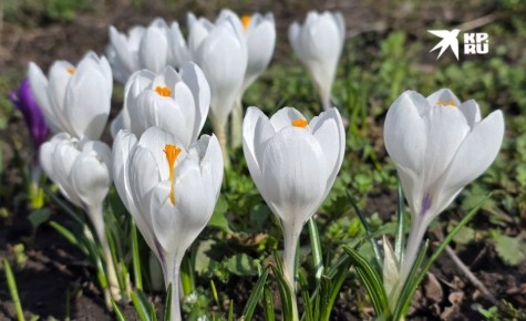 Какую погоду несет нам апрель 2026