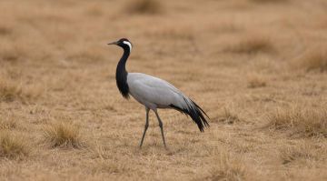 ������������� �������-��������, ������� ������ 2025 ���� ��� ������ � ������ ��������, � ��������� ����� ������� � ���������� ������ ������������ ����� ���� �������� ������