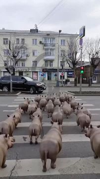 ���������! ������ ��������� �������!