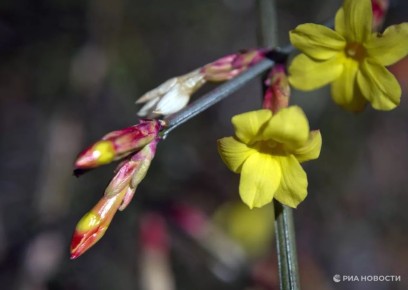 Погода на новых территориях России