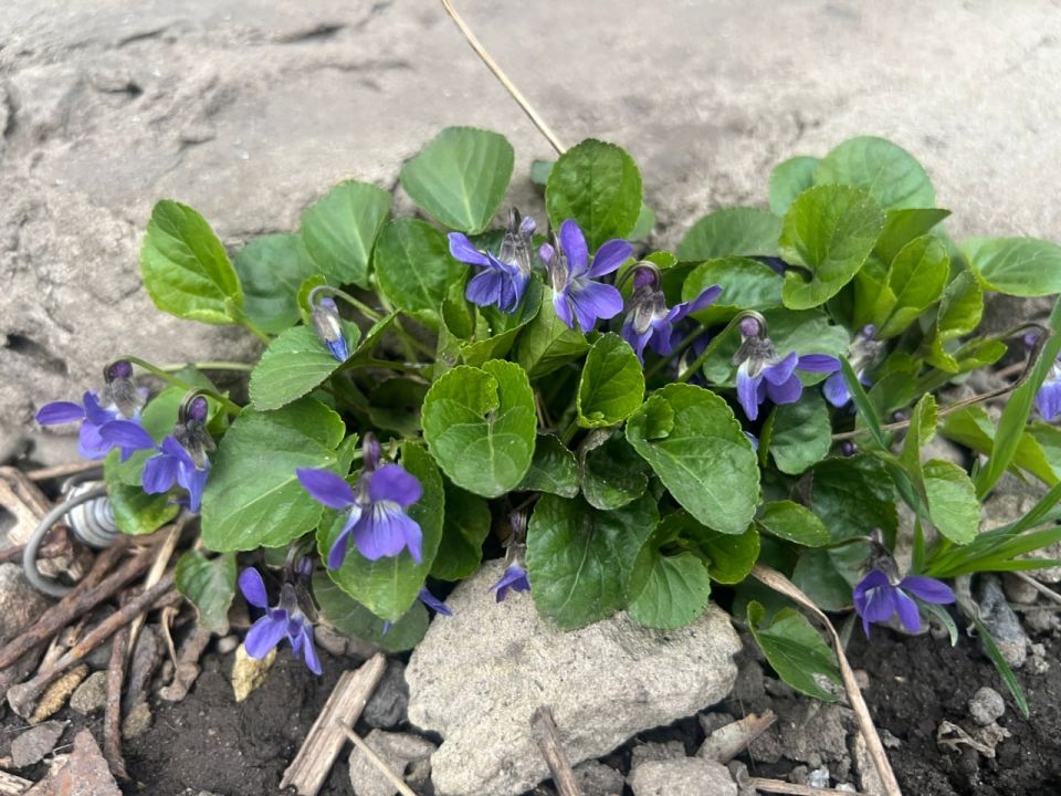 �����, ����� � ����� ������� ��������� ��� �� 5 ������