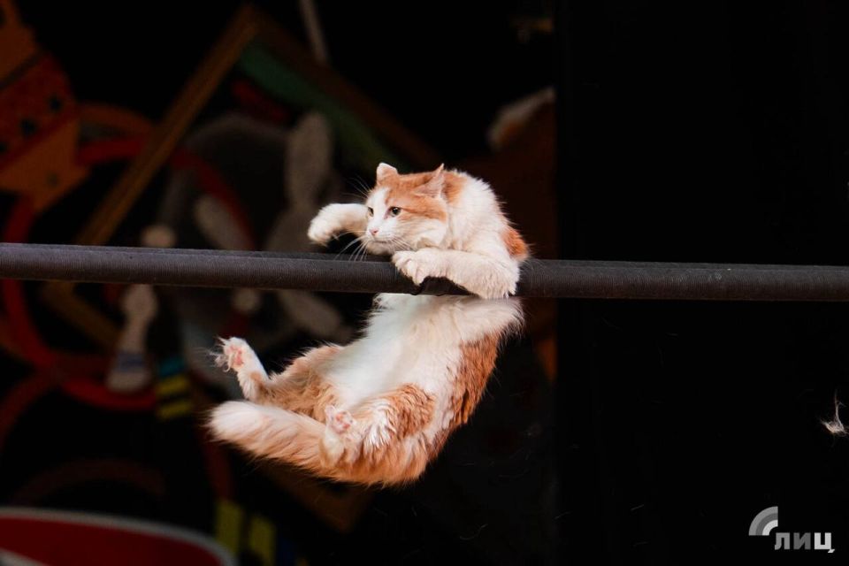 ������� ��������: ��������� �� ���� ������ �������� ����� ���� ����������� ������������ �� � ������� ���� ������ ���� ��������� �����: ���� � ��������� ����������� � ������ � ��������